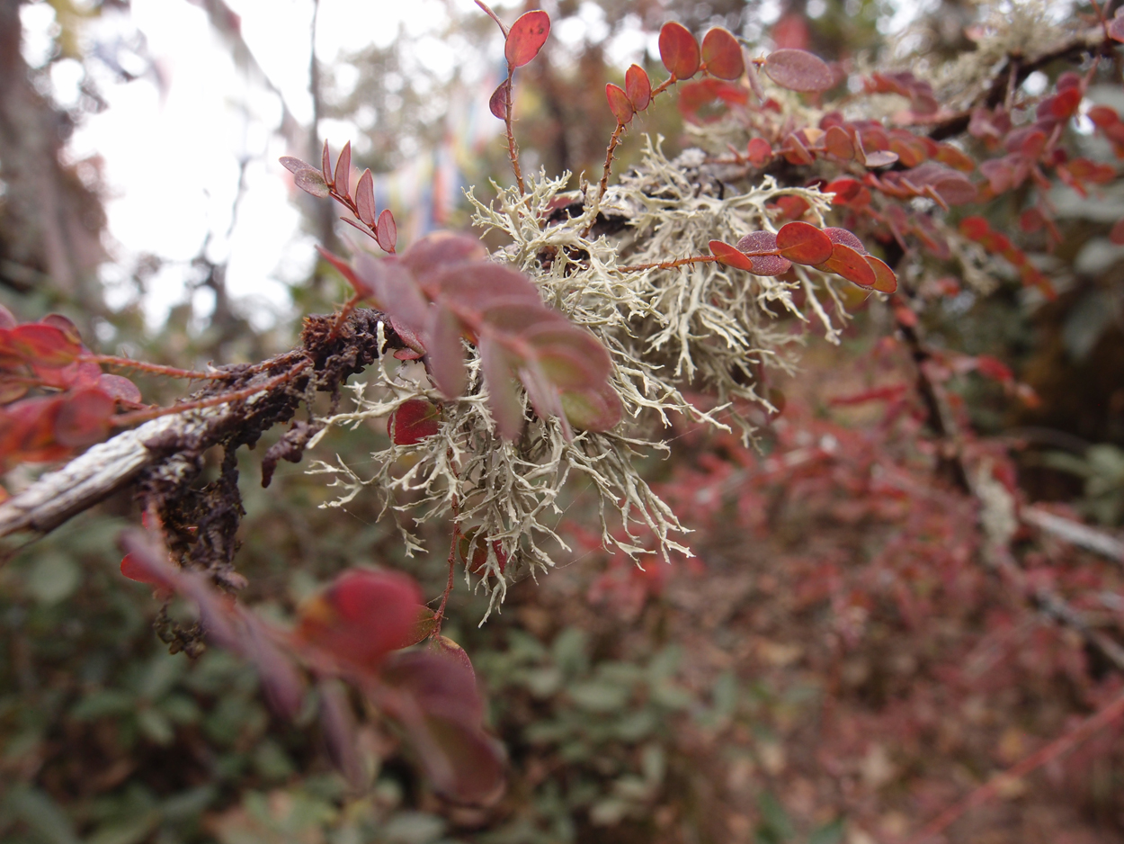 2018-01-16 12 Uhr - Im Shivapuri Nagarjun National Park (Nagi Gumba) (Foto) 